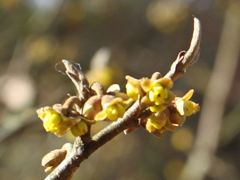 Hamamelis japonica var. bitchuensis