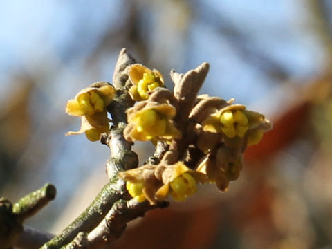 Hamamelis japonica var. bitchuensis