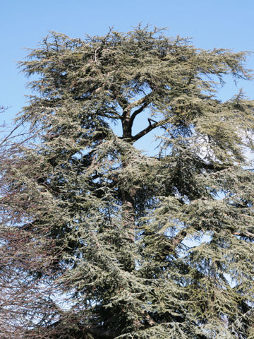 Cedrus atlantica