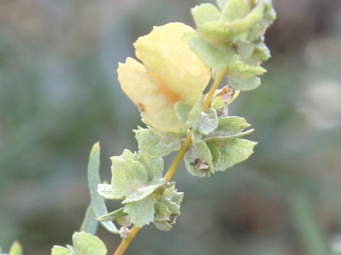 Atriplex canescens