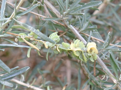 Atriplex canescens