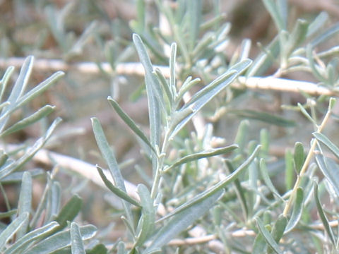 Atriplex canescens