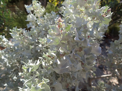 Atriplex hymenelytra