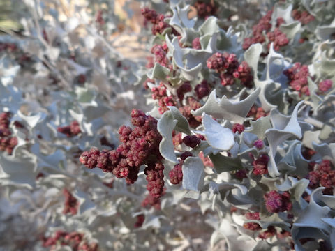 Atriplex hymenelytra