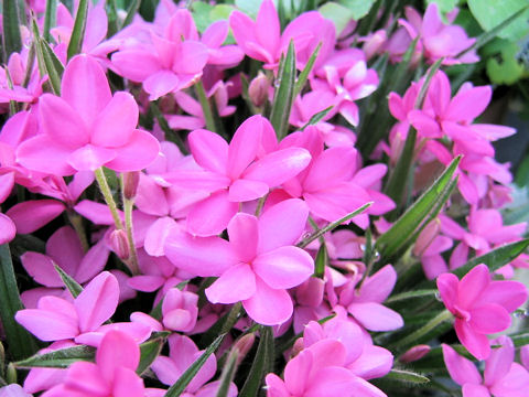 Rhodohypoxis baueri