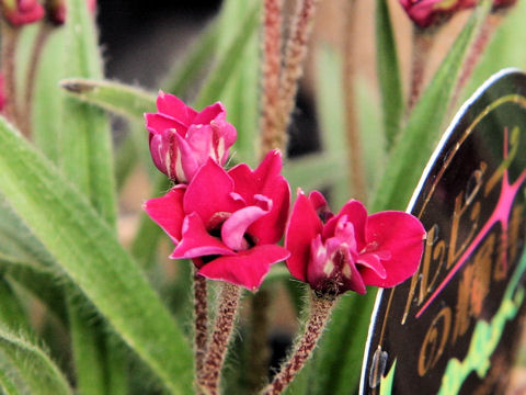 Rhodohypoxis baueri cv. Ruby-no-kagayaki