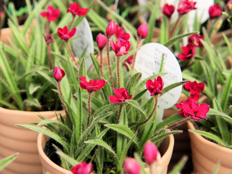 Rhodohypoxis baueri cv. Ruby-no-kagayaki