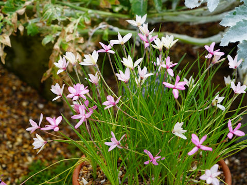 Rhodohypoxis baueri