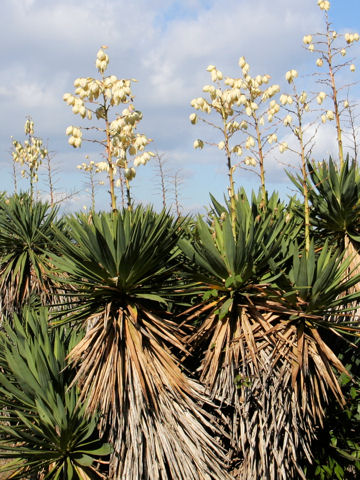 Yucca gloriosa