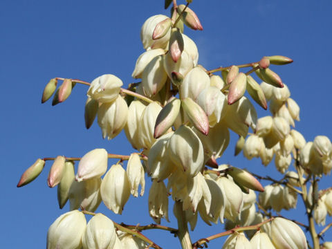 Yucca gloriosa