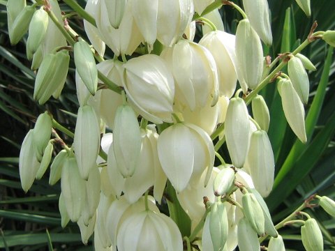 Yucca gloriosa