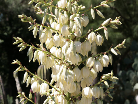 Yucca gloriosa