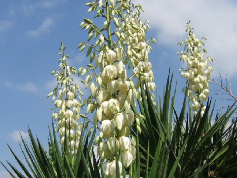 Yucca gloriosa