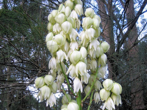 Yucca gloriosa