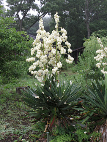 Yucca gloriosa