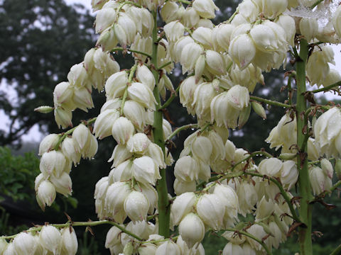 Yucca gloriosa