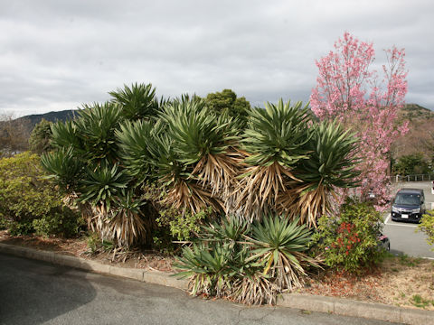 Yucca gloriosa