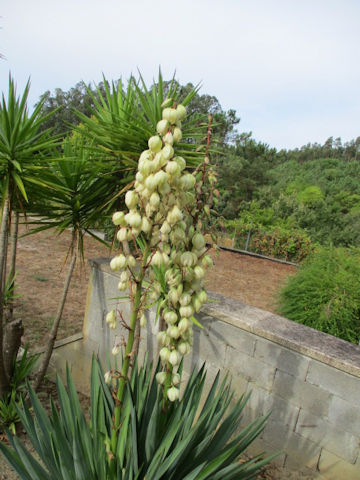 Yucca gloriosa