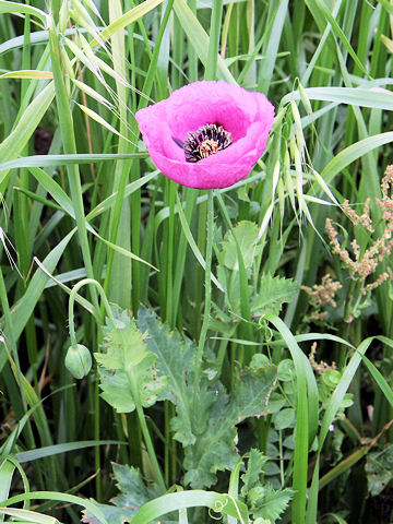 Papaver setigerum