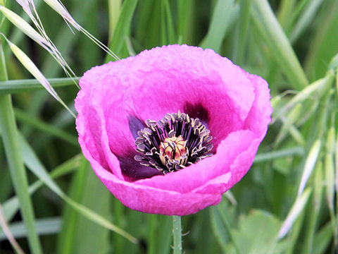 Papaver setigerum