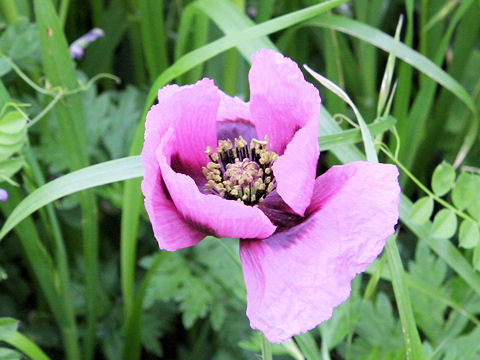 Papaver setigerum