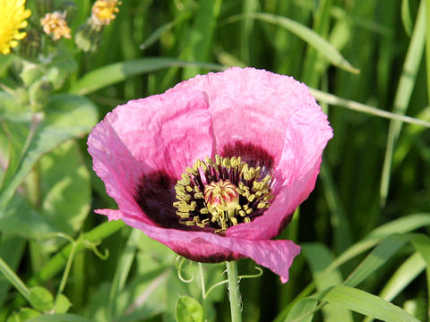 Papaver setigerum