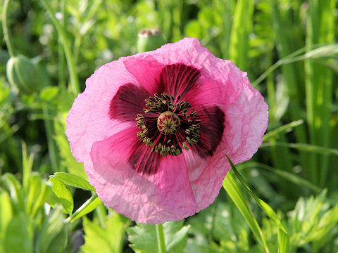 Papaver setigerum