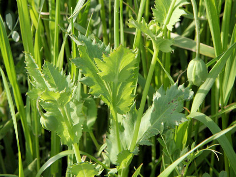 Papaver setigerum