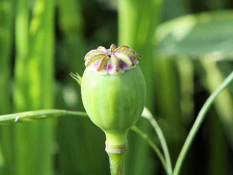 Papaver setigerum