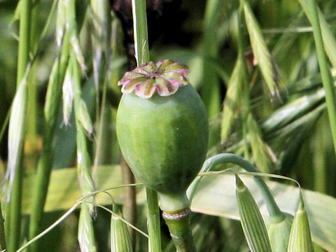 Papaver setigerum