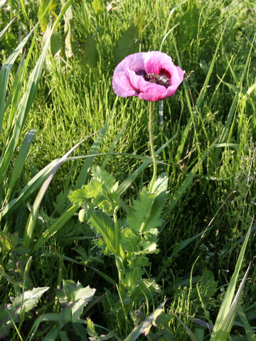 Papaver setigerum