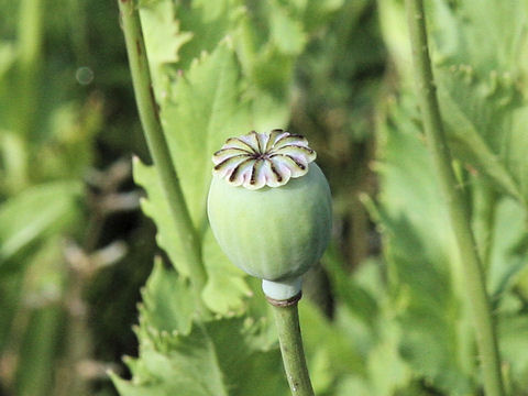 Papaver setigerum