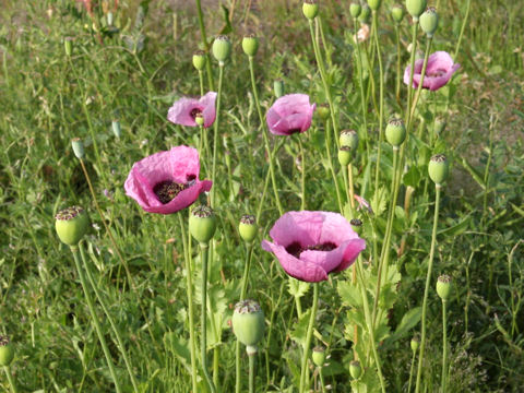 Papaver setigerum