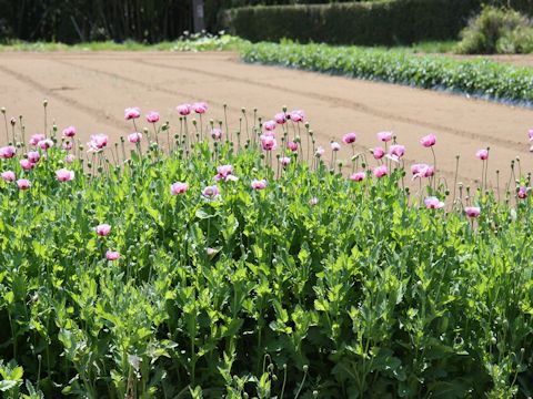 Papaver setigerum