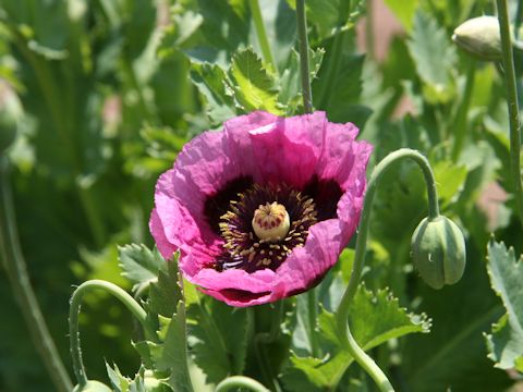 Papaver setigerum