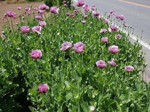 Papaver setigerum