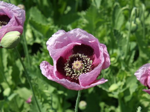 Papaver setigerum