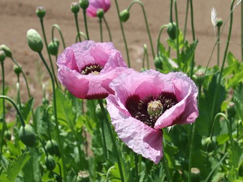 Papaver setigerum