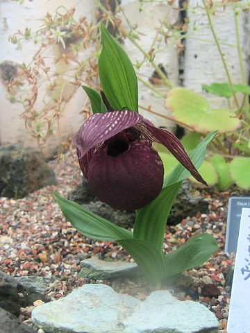 Cypripedium macranthum var. speciosum