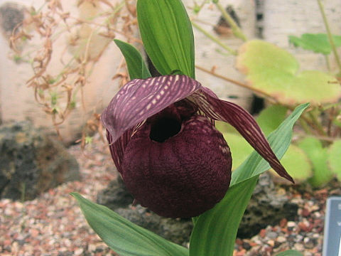 Cypripedium macranthum var. speciosum