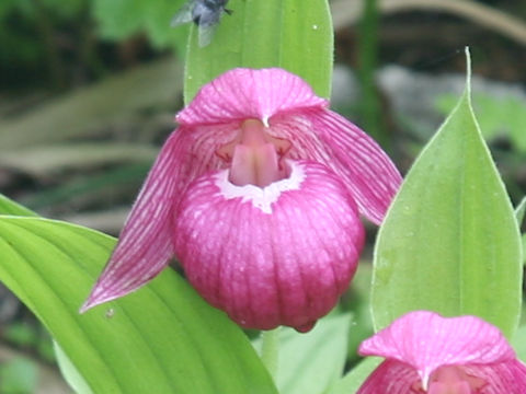 Cypripedium macranthum var. speciosum
