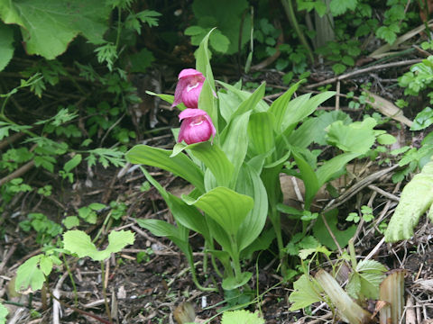 Cypripedium macranthum var. speciosum