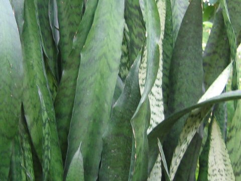 Sansevieria trifasciata