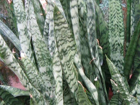 Sansevieria trifasciata