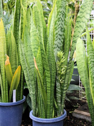 Sansevieria trifasciata