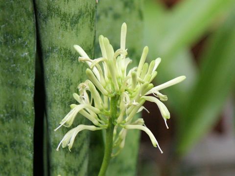 Sansevieria trifasciata