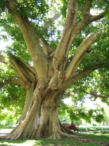 Ficus macrophylla