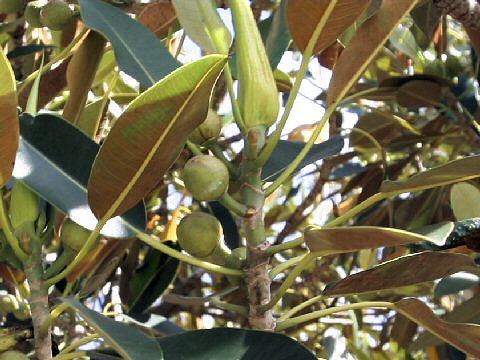 Ficus macrophylla