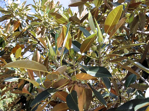 Ficus macrophylla