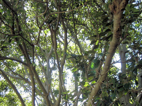 Ficus macrophylla